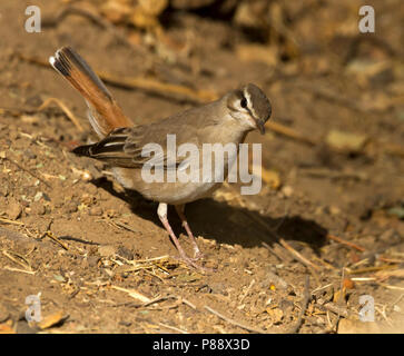 Le Bush-Chat - Heckensänger - Cercotrichas galactotes ssp. familiaris, Oman Banque D'Images