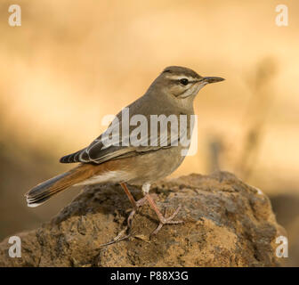 Le Bush-Chat - Heckensänger - Cercotrichas galactotes ssp. familiaris, Oman Banque D'Images