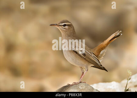 Le Bush-Chat - Heckensänger - Cercotrichas galactotes ssp. familiaris, Oman Banque D'Images