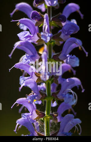 Veldsalie op de Sint Pietersberg-, Meadow Clary sur la Sint Pietersberg- Banque D'Images