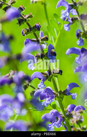 Veldsalie op de Sint Pietersberg-, Meadow Clary sur la Sint Pietersberg- Banque D'Images