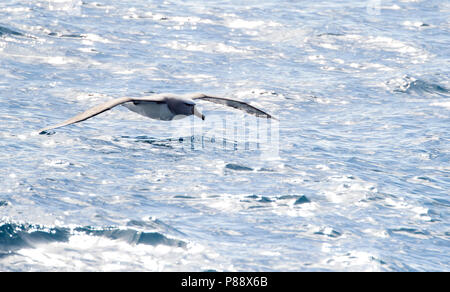 De l'albatros de Salvin (Thalassarche salvini) en vol sur l'océan entre les îles subantarctiques de Nouvelle-Zélande. Banque D'Images