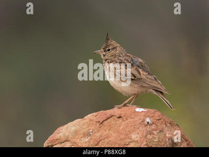 (Galerida theklae Thekla Lark theklae) Banque D'Images