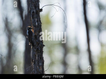 Le pic tridactyle Picoides tridactylus - Dreizehenspecht - ssp. tridactylus, Russie (Baïkal), adulte, homme Banque D'Images