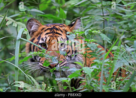 Sumatraanse Tijger, tigre de Sumatra, Panthera tigris sumatrae Banque D'Images