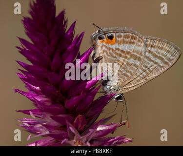 Tijgerblauwtje / Long-tailed Lampides boeticus (bleu) Banque D'Images