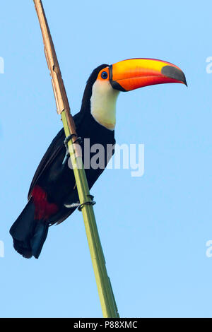 Toucan Toco (Ramphastos toco) Banque D'Images