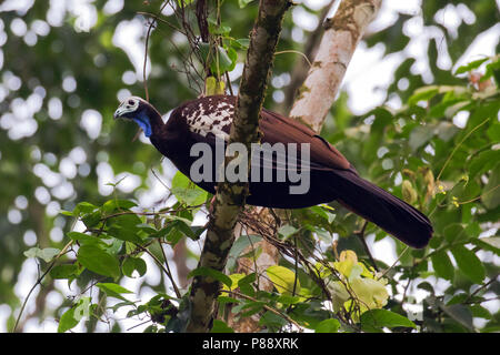 Trinidad Piping Guan (Pipile pipile) une espèce d'oiseau endémique de l'île de la Trinité. À une époque, abondante, elle a diminué Banque D'Images