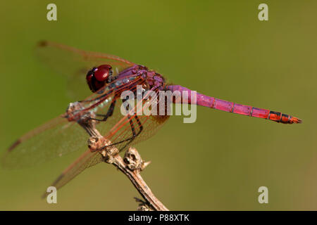 Mannetje, Trithemis annulata Purperlibel n'Mâle Banque D'Images