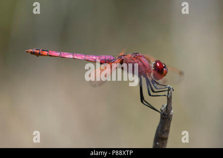 Mannetje, Trithemis annulata Purperlibel n'Mâle Banque D'Images