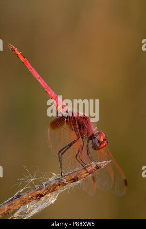 Mannetje, Trithemis annulata Purperlibel n'Mâle Banque D'Images