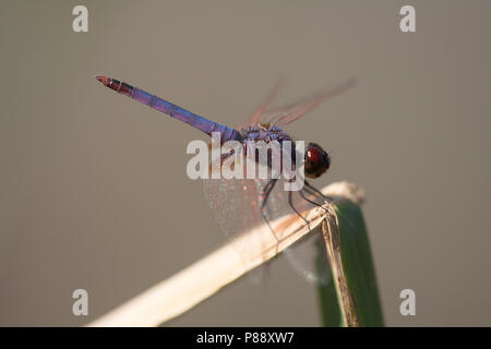 Mannetje, Trithemis annulata Purperlibel n'Mâle Banque D'Images
