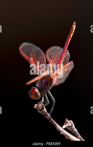 Mannetje, Trithemis annulata Purperlibel n'Mâle Banque D'Images