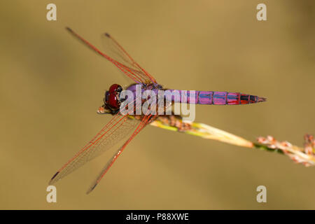 Mannetje, Trithemis annulata Purperlibel n'Mâle Banque D'Images