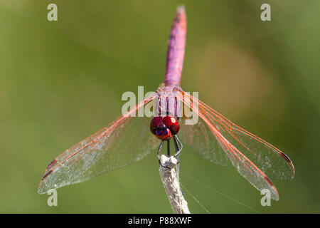 Mannetje, Trithemis annulata Purperlibel n'Mâle Banque D'Images