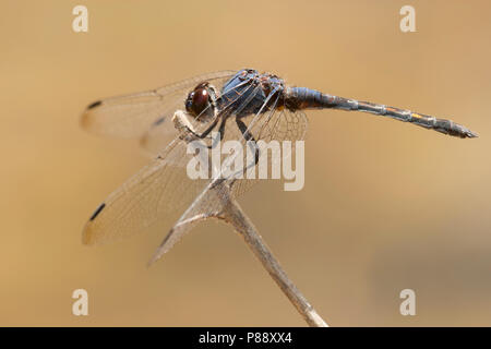 Mannetje Blauwe zonnewijzer, homme Trithemis festiva Banque D'Images