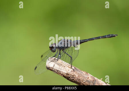 Mannetje Blauwe zonnewijzer, homme Trithemis festiva Banque D'Images