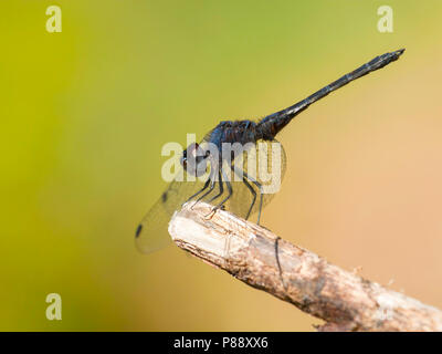 Mannetje Blauwe zonnewijzer, homme Trithemis festiva Banque D'Images