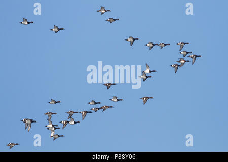 Fuligule morillon - Aythya fuligula - Reiherente, Allemagne Banque D'Images