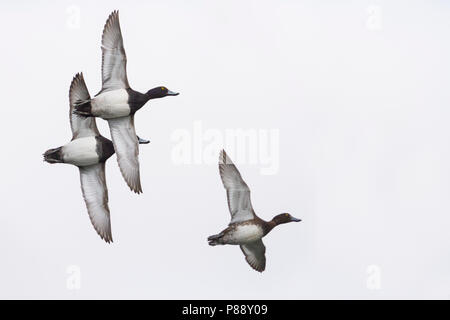 Fuligule morillon - Aythya fuligula - Reiherente, Allemagne Banque D'Images