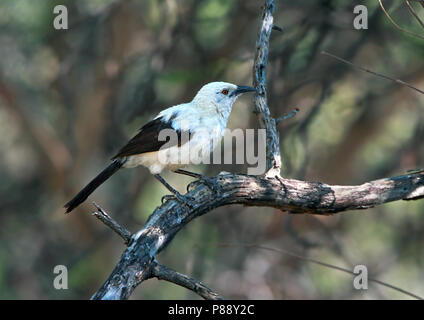 Le sud du pied (Turdoides bicolor) perché en brousse africaine. Banque D'Images