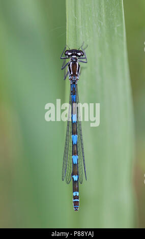 Imago Variable Variable adultes ; waterjuffer ; Bluet Demoiselle Variable Adultes Banque D'Images