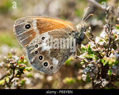 Veenhooibeestje / Grand Heath (Coenonympha tullia) Banque D'Images