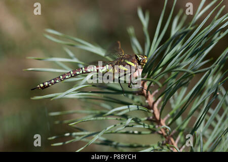 Imago Venglazenmaker ; Landes Adultes Adultes ; Hawker Hawker commun Banque D'Images