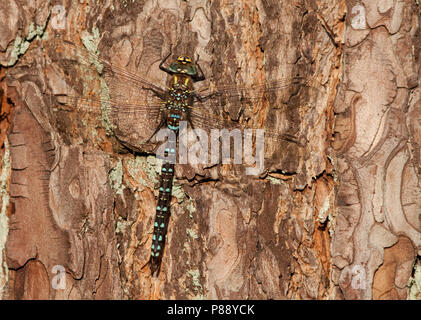 Imago Venglazenmaker ; Landes Adultes Adultes ; Hawker Hawker commun Banque D'Images