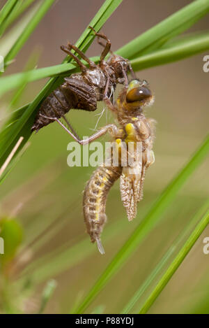 Uitsluipende Viervlek ; les quatre-spotted Skimmer émergentes ; four-spotted Chaser Banque D'Images