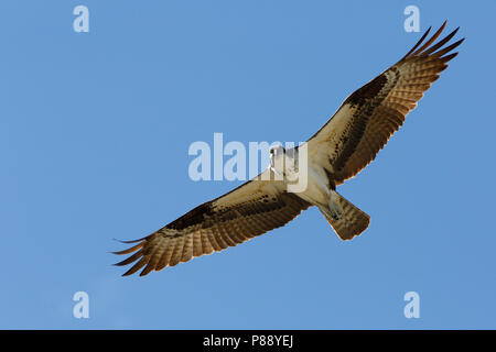 Visarend ; Osprey ; Banque D'Images