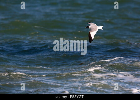 Vorkstaartmeeuw ; Sabine's Gull Banque D'Images