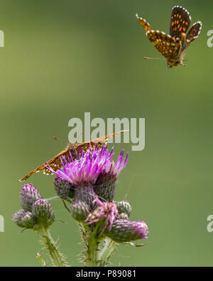 Woudparelmoervlinder / faux Heath fritillary (Melitaea diamina) Banque D'Images