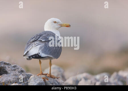 Goéland, Geelpootmeeuw, michahellis ssp. michahellis, Croatie, adulte Banque D'Images