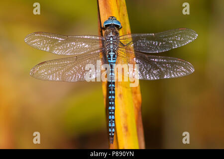 Imago Zuidelijke glazenmaker ; sud ; Hawker Migrants adultes Hot Blue-eyed Hawker Banque D'Images