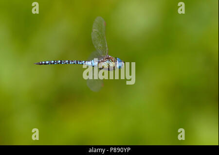 Vliegende imago Zuidelijke glazenmaker ; adultes migrants du sud Vol Hawker ; Flying blue-eyed adultes Hawker Banque D'Images