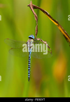 Imago Zuidelijke glazenmaker ; sud ; Hawker Migrants adultes Hot Blue-eyed Hawker Banque D'Images