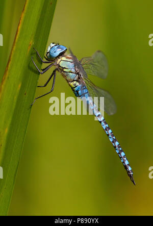 Imago Zuidelijke glazenmaker ; sud ; Hawker Migrants adultes Hot Blue-eyed Hawker ; Banque D'Images