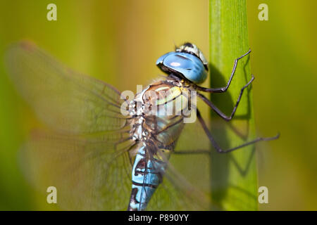 Imago Zuidelijke glazenmaker ; sud ; Hawker Migrants adultes Hot Blue-eyed Hawker Banque D'Images