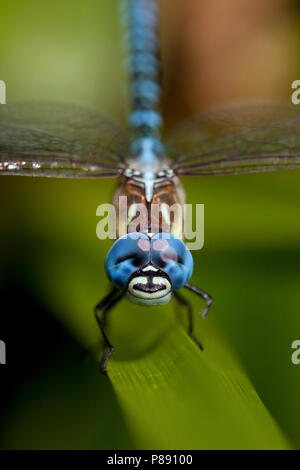 Imago Zuidelijke glazenmaker ; sud ; Hawker Migrants adultes Hot Blue-eyed Hawker Banque D'Images