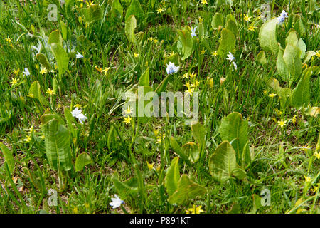 Arménie : Ce sont les herbes qui les gens se réunissent à partir de la de verts pâturages sur le Col Selim au printemps. Banque D'Images