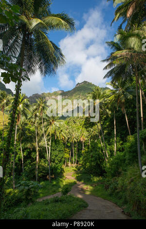 Route à travers la jungle sur Fatu Hiva, Marquises Banque D'Images