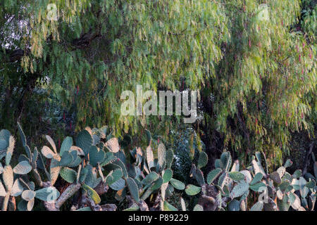 Pepper Tree du couvert sur un grand groupe de cactus pris dans la lumière parfaite Banque D'Images