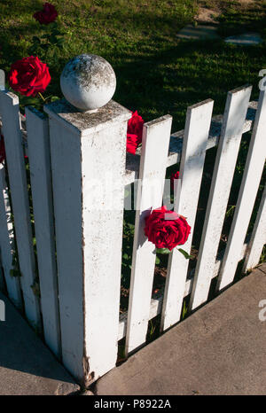 Clôture blanche coin avec belles roses rouges et de plus en plus d'atteindre le soleil en Californie Banque D'Images