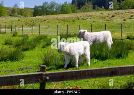 Deux veaux highland bébé marcher côte à côte dans un pâturage en Ecosse Banque D'Images