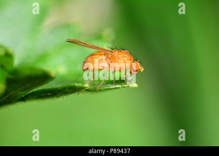 Fruit Fly en orange sur le côté dans la nature verte ( Drosophila melanogaster ) Banque D'Images