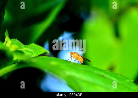 Fruit Fly en orange sur le côté dans la nature ( Drosophila melanogaster ) Banque D'Images