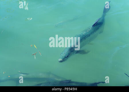 Tarpon Atlantique en Floride Banque D'Images