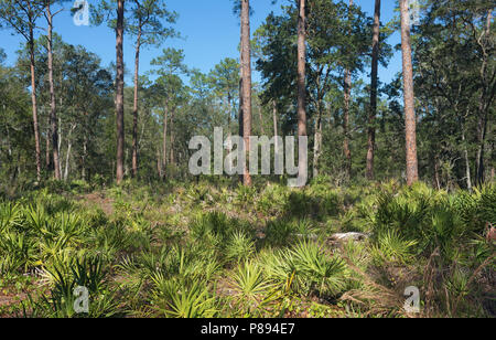 Bois de pin dans la région de Cold Creek State Park, Florida, USA Banque D'Images