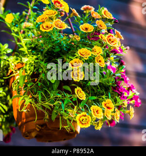 Un pot en céramique pleine de jaune et violet fleurs pétunia décoratif est suspendu sur le mur. Jeu de lumière et d'ombre. Lumière du soir d'été. Banque D'Images